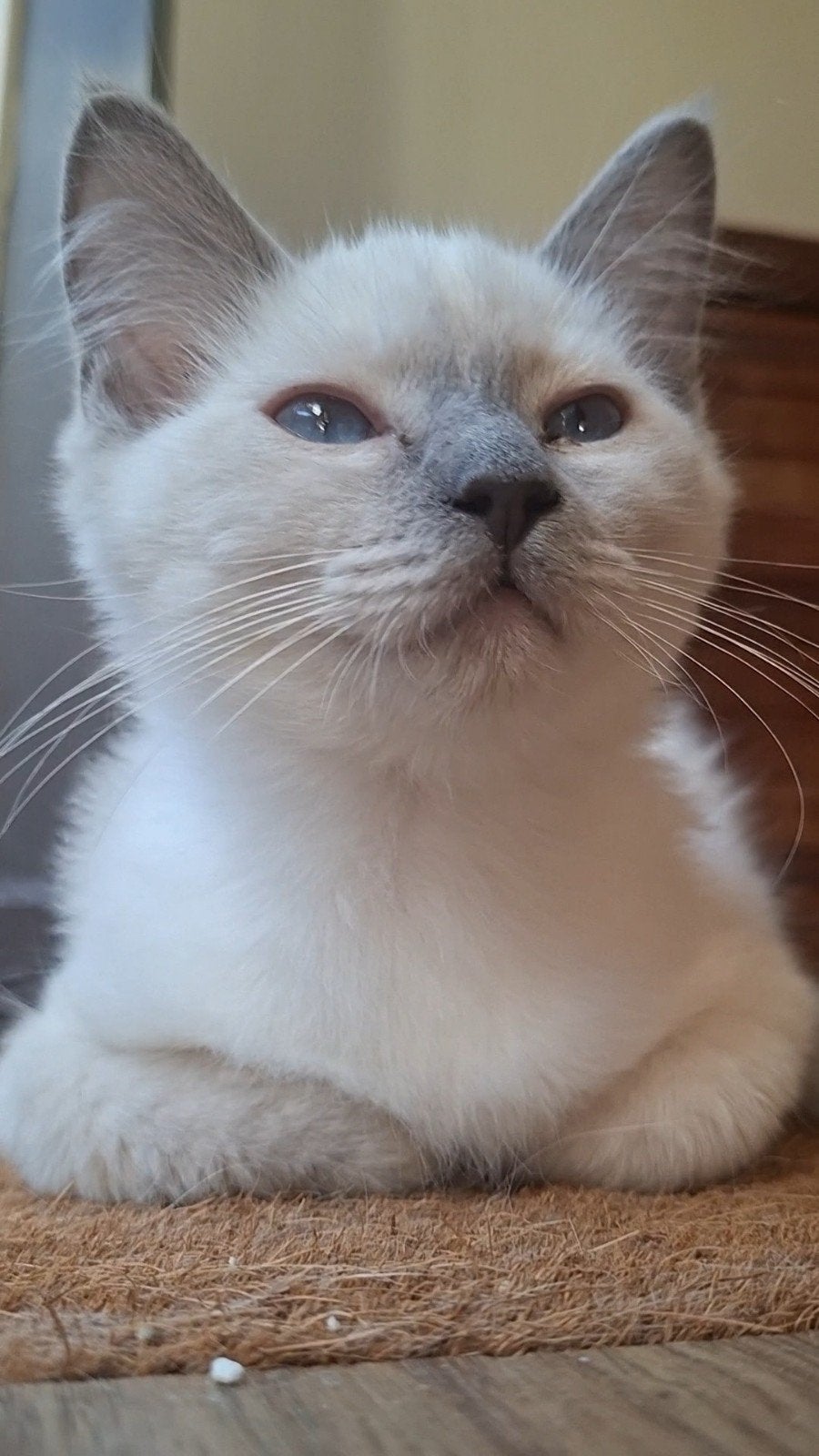 Prachtige Ragdoll Kittens met Stamboom – Geen Fokrestrictie!, Meerdere dieren, Met stamboom, 0 tot 2 jaar