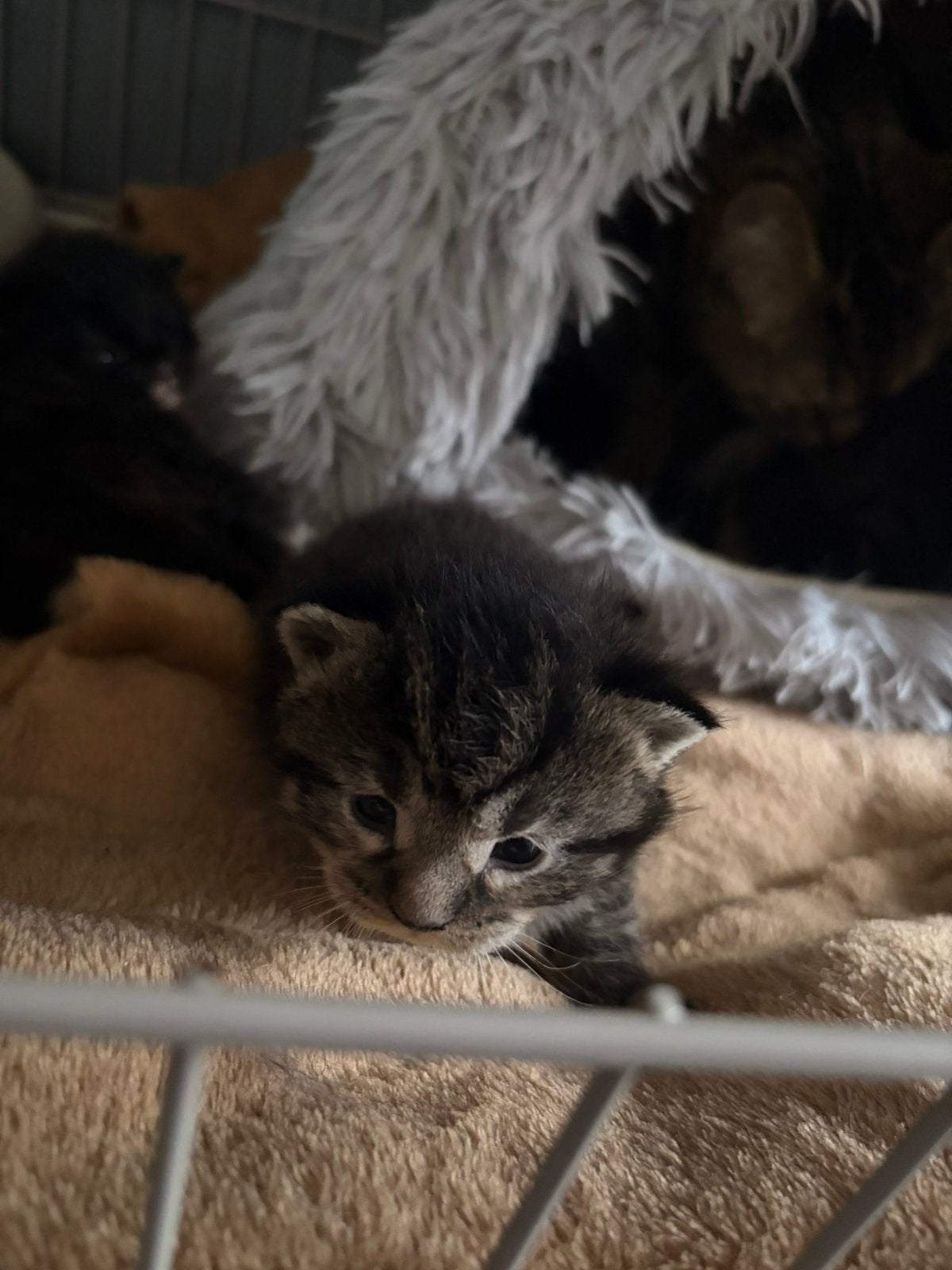 britse korthaar x maine coon poesje, Meerdere dieren