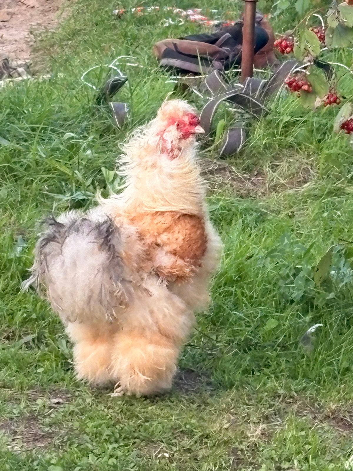 Krulveer zijdehoender haantje “Krullie”, Dieren en Toebehoren, Mannelijk, Kip