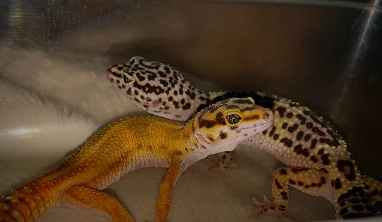 3 luipaardgekko’s incl toebehoren en terrarium Leopard Gecko photo 3