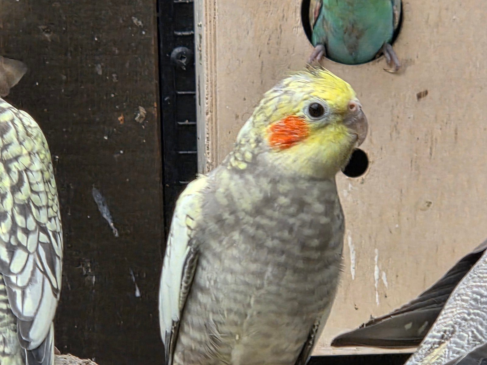 2 Jonge valkparkieten te koop, Dieren en Toebehoren, Meerdere dieren, Parkiet
