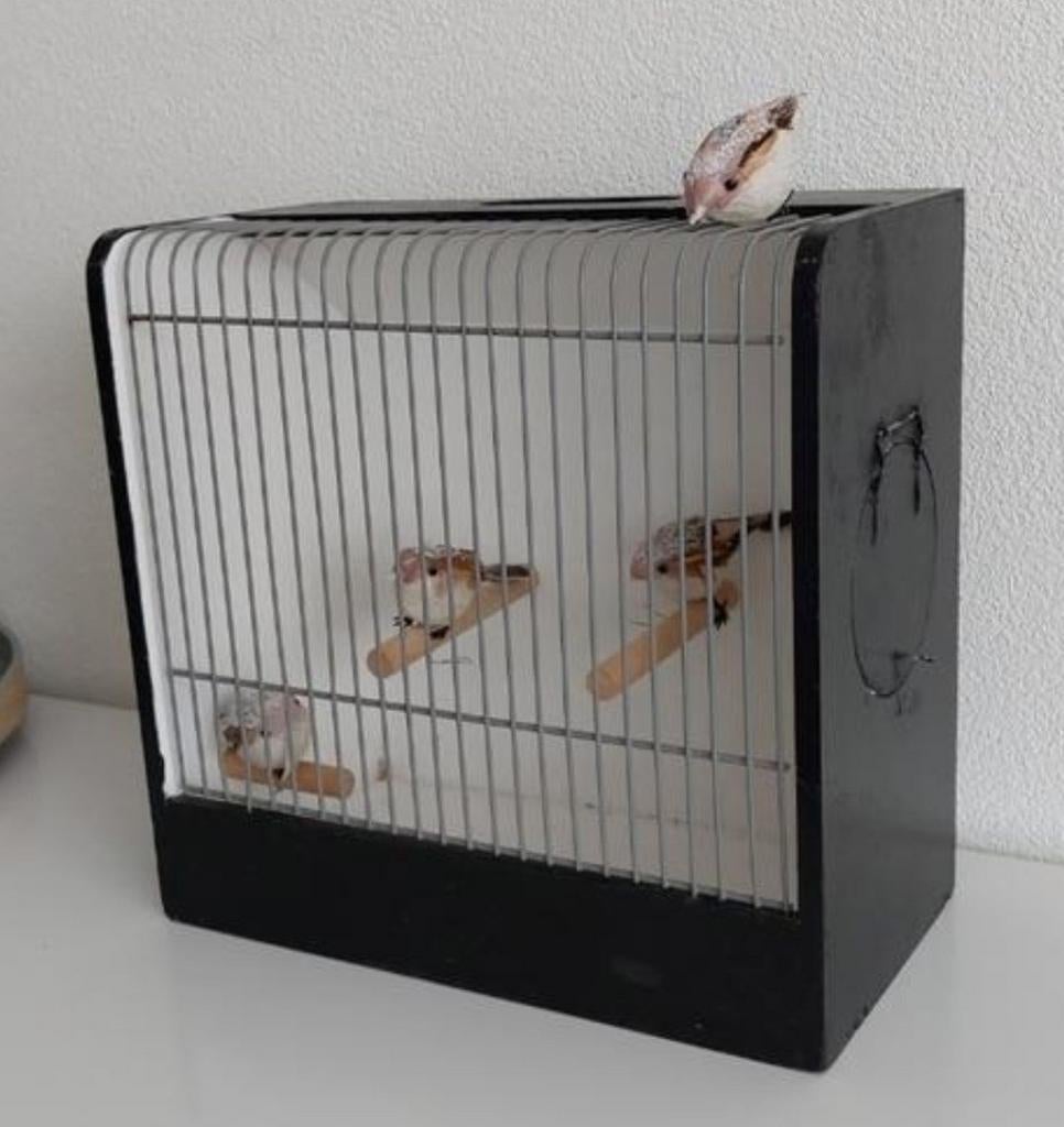 Vintage vogelkooi met nep vogeltjes, Ophalen of Verzenden