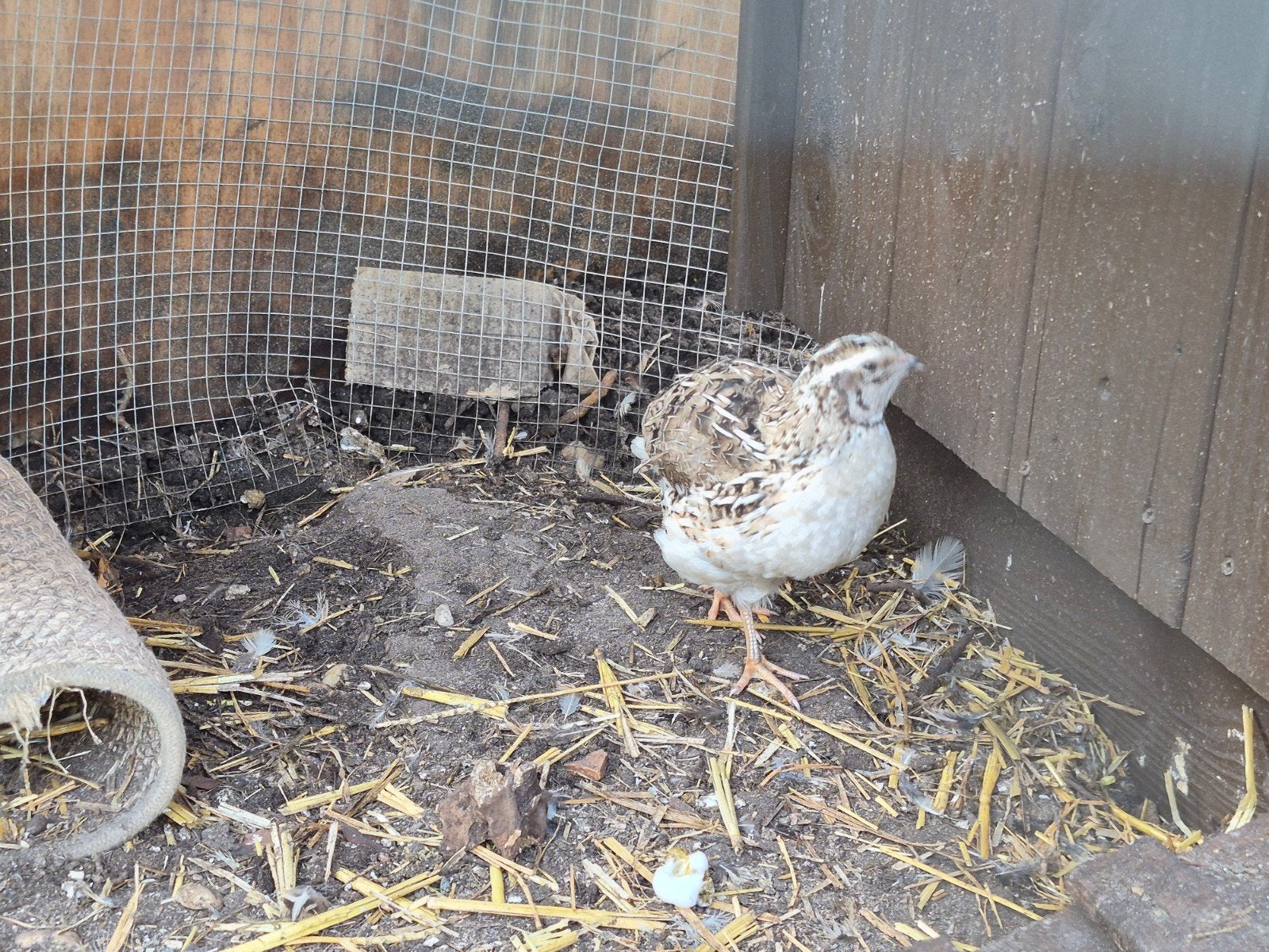 7 kwartel hennen + 1 haan. Goed leggend en gezond., Meerdere dieren, Kip