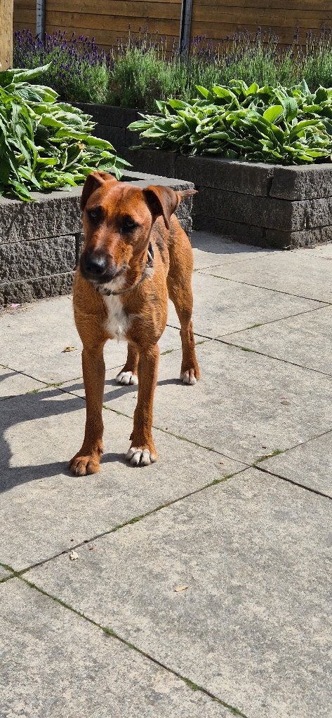Heide terrier (teef), Dieren en Toebehoren, Honden | Jack Russells en Terriërs, Teef, Overige rassen, Particulier, Eén hond, Nederland