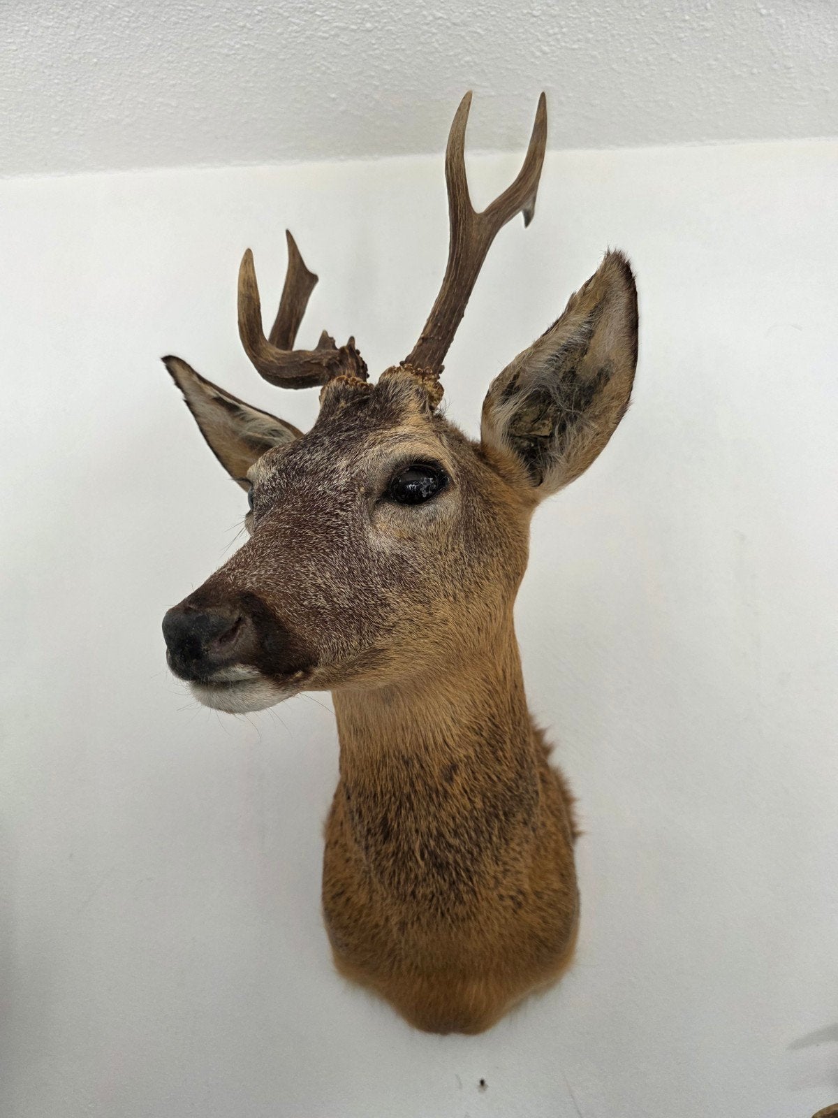 Opgezette reebok taxidermie opgezette dieren hert geweien, Ophalen, Zo goed als nieuw, Hert, Opgezet dier