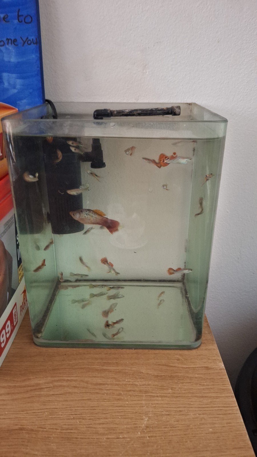 GRATIS MANNETJES GUPPYS, Dieren en Toebehoren, Vissen | Aquariumvissen, Vis