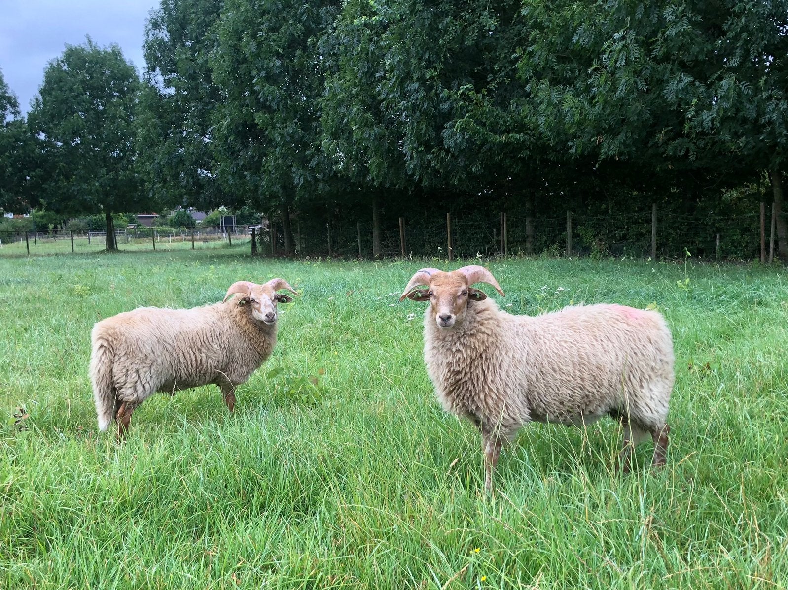 Drents Heideschaap 2 rammen ruilen, Dieren en Toebehoren, Schapen, Geiten en Varkens, Mannelijk, Schaap