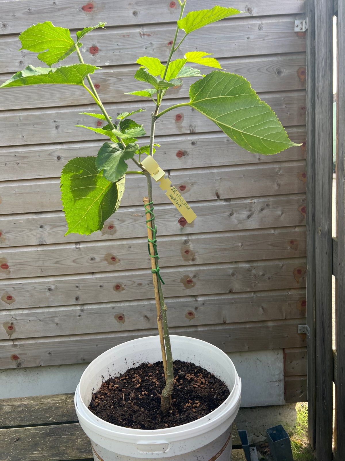 Pakistan Moerbei - Bijzondere Moerbei met Grote Vruchten, Tuin en Terras, Lente, Minder dan 100 cm, Volle zon, In pot