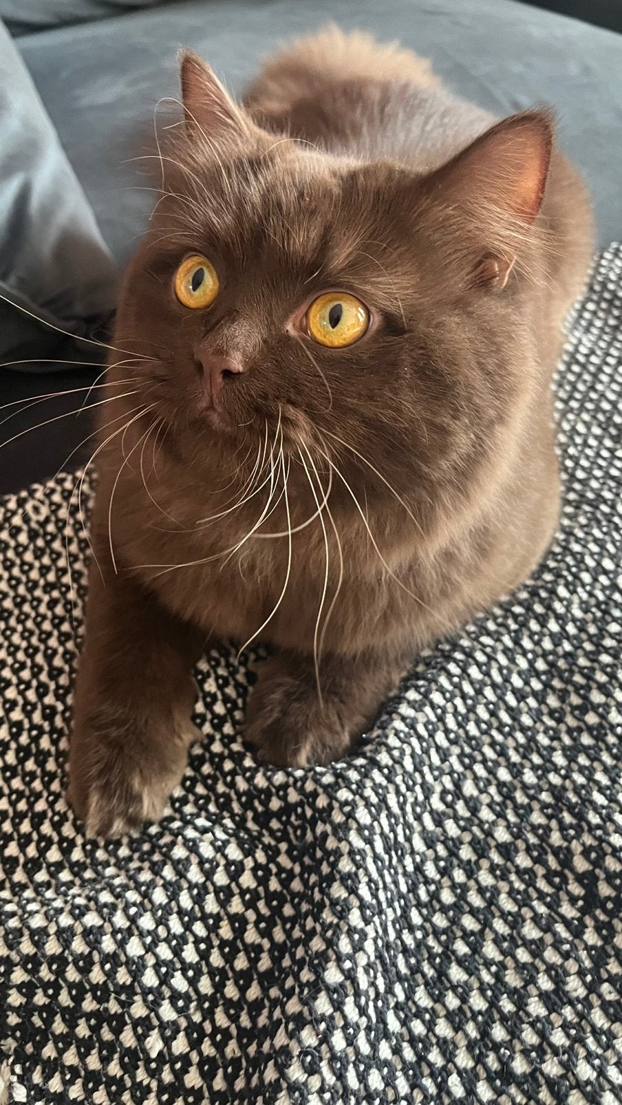 Britse korthaar dekkater( light chocolate, cinnamon), Dieren en Toebehoren, Kater, Ontwormd, 0 tot 2 jaar