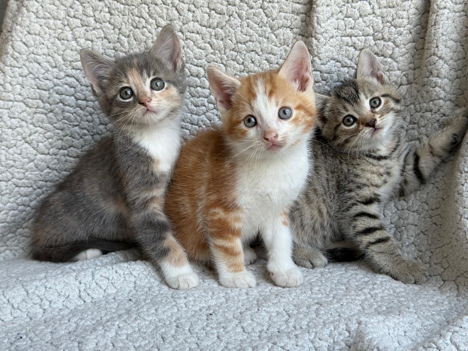 Lieve kittens mogen verhuizen ‍, Poes