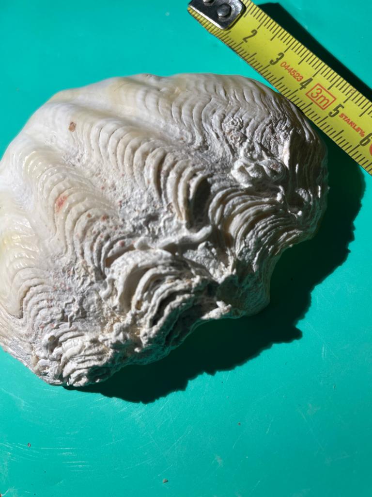 1Doopvont schelp 10 cm, Verzamelen, Mineralen en Fossielen, Ophalen of Verzenden, Schelp(en)