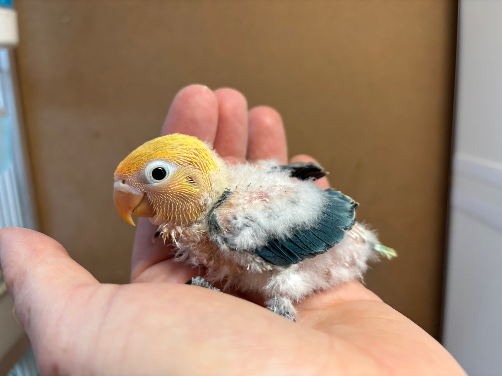 Jonge opaline turquise split ino Agapornis fischeri, Geslacht onbekend, Dwergpapegaai of Agapornis, Geringd