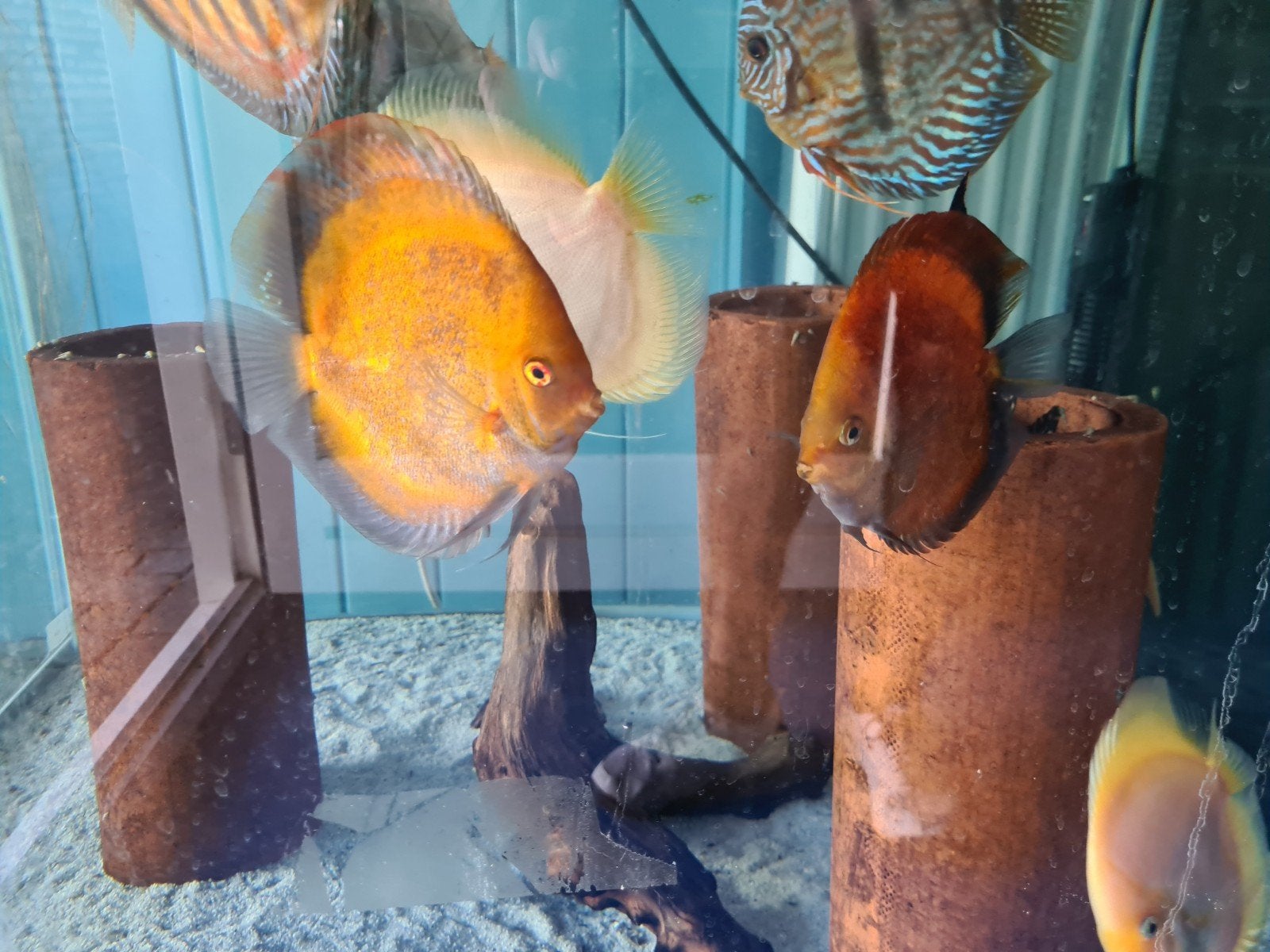 Calico Discus, Dieren en Toebehoren, Vissen | Aquariumvissen, Vis, Zoetwatervis