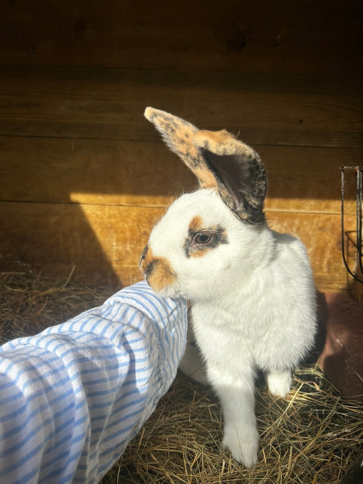 Lieve Rijnlander Ram, Dieren en Toebehoren, Mannelijk, Middelgroot, 0 tot 2 jaar