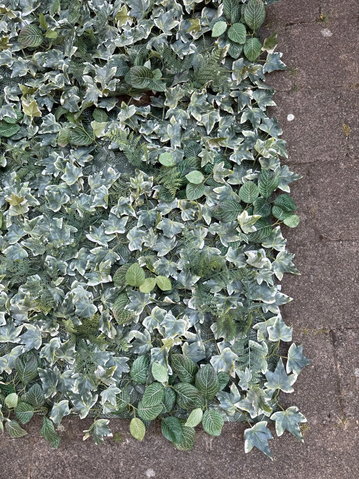 Kunsthaag Klimop - Decoratieve Groene Wand, Ophalen, Overige soorten, Haag, 100 tot 250 cm