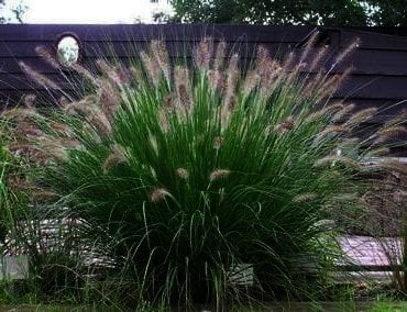Grote volle Pennisetum Hameln in 15 cm pot, 3 voor €10,00, Ophalen, Volle zon, Vaste plant, Siergrassen