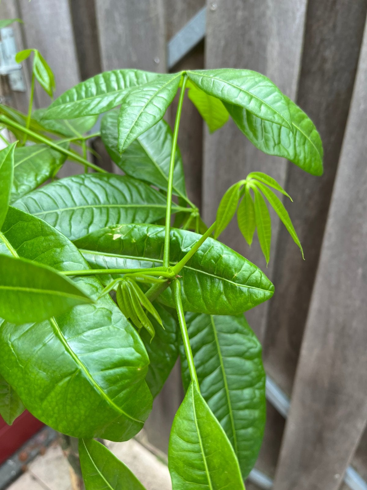 Watercacao | Pachira aquatica, Ophalen, Halfschaduw, 100 tot 150 cm