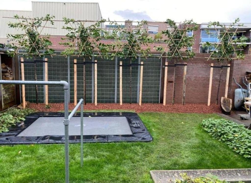 Groenblijvende prachtige (Lei)laurier, Tuin en Terras, Planten | Bomen, Bloeit niet, Leiboom, Ophalen of Verzenden, 250 tot 400 cm