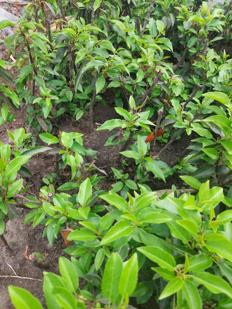 Portugese Laurier Prunus lus. Angustifolia v.a 0.90 tot 3,50, Tuin en Terras, Planten | Tuinplanten, Overige soorten, Volle zon