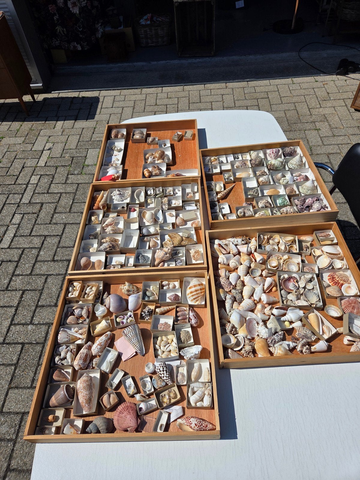 Grote verzameling, partij bijzondere schelpen en fossielen, Verzamelen, Mineralen en Fossielen, Ophalen, Schelp(en)