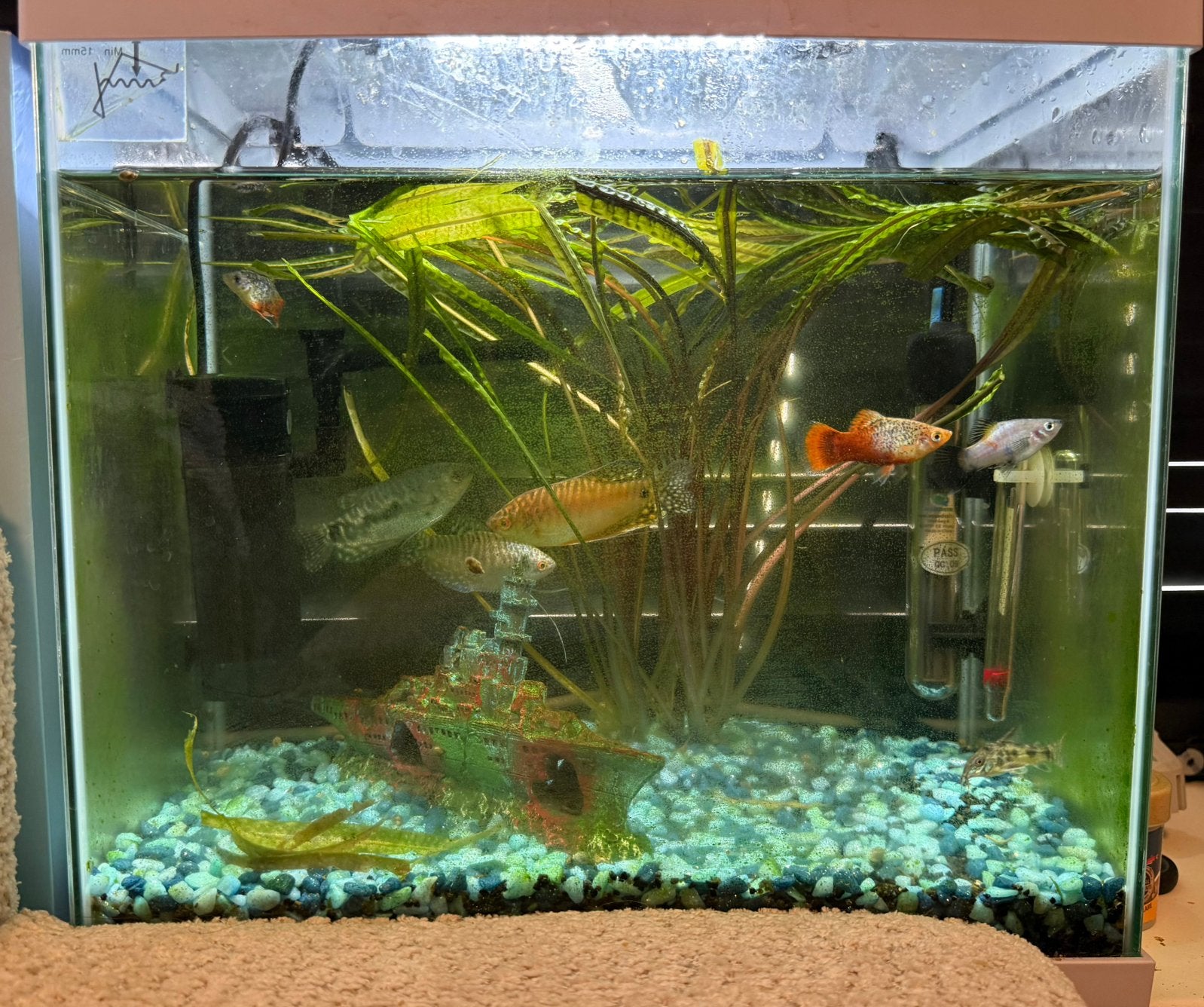 Aquarium compleet incl vissen 25L, Ophalen, Zo goed als nieuw, Gevuld zoetwateraquarium