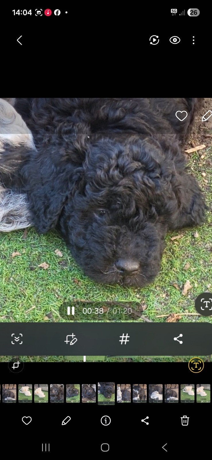 Foto 6 van Bordoodle unieke pups abrikoos en zwart