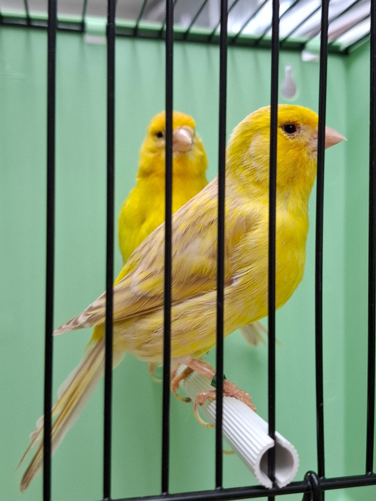 Koppel gele kanarie, Dieren en Toebehoren, Vogels | Kanaries, Meerdere dieren, Kleurkanarie