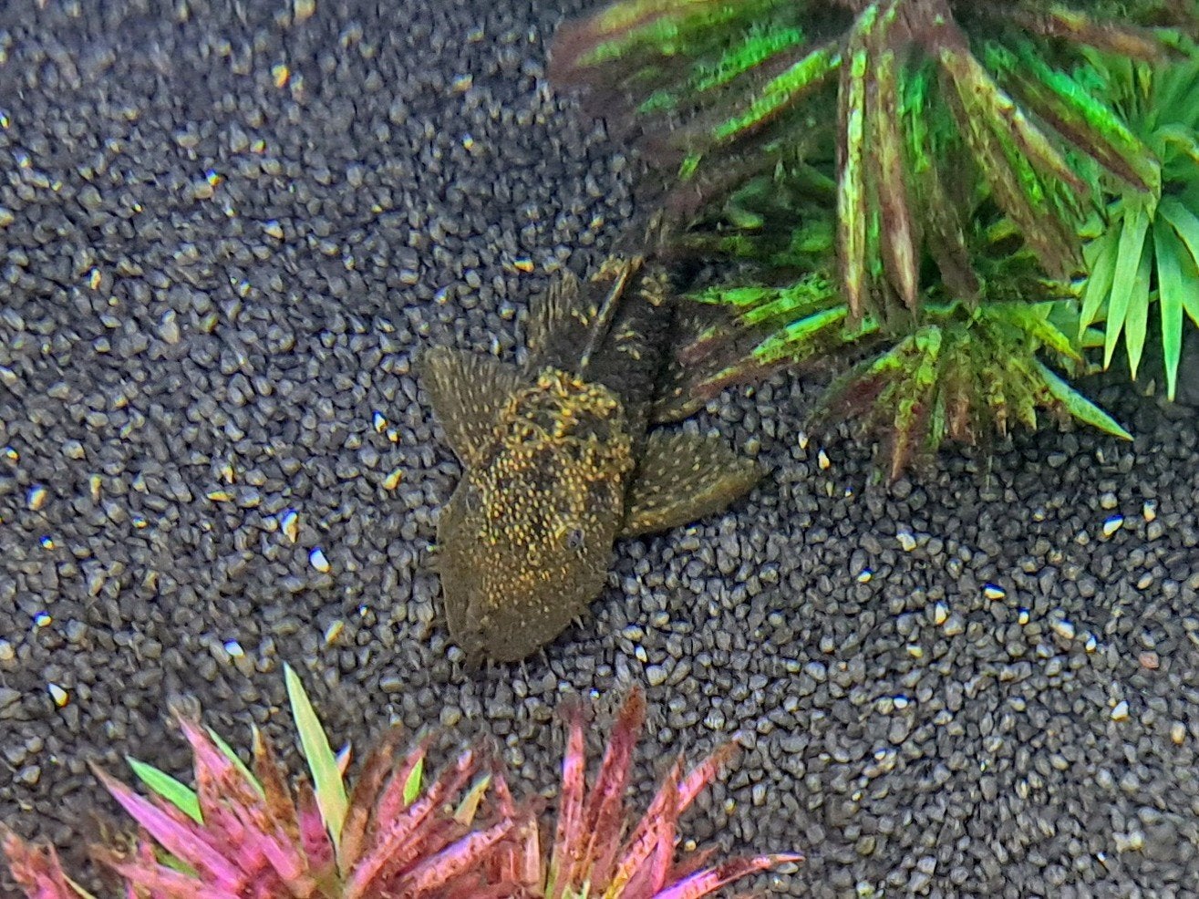Ancistrus dolichopterus borstelneus meerval, Vis, Zoetwatervis