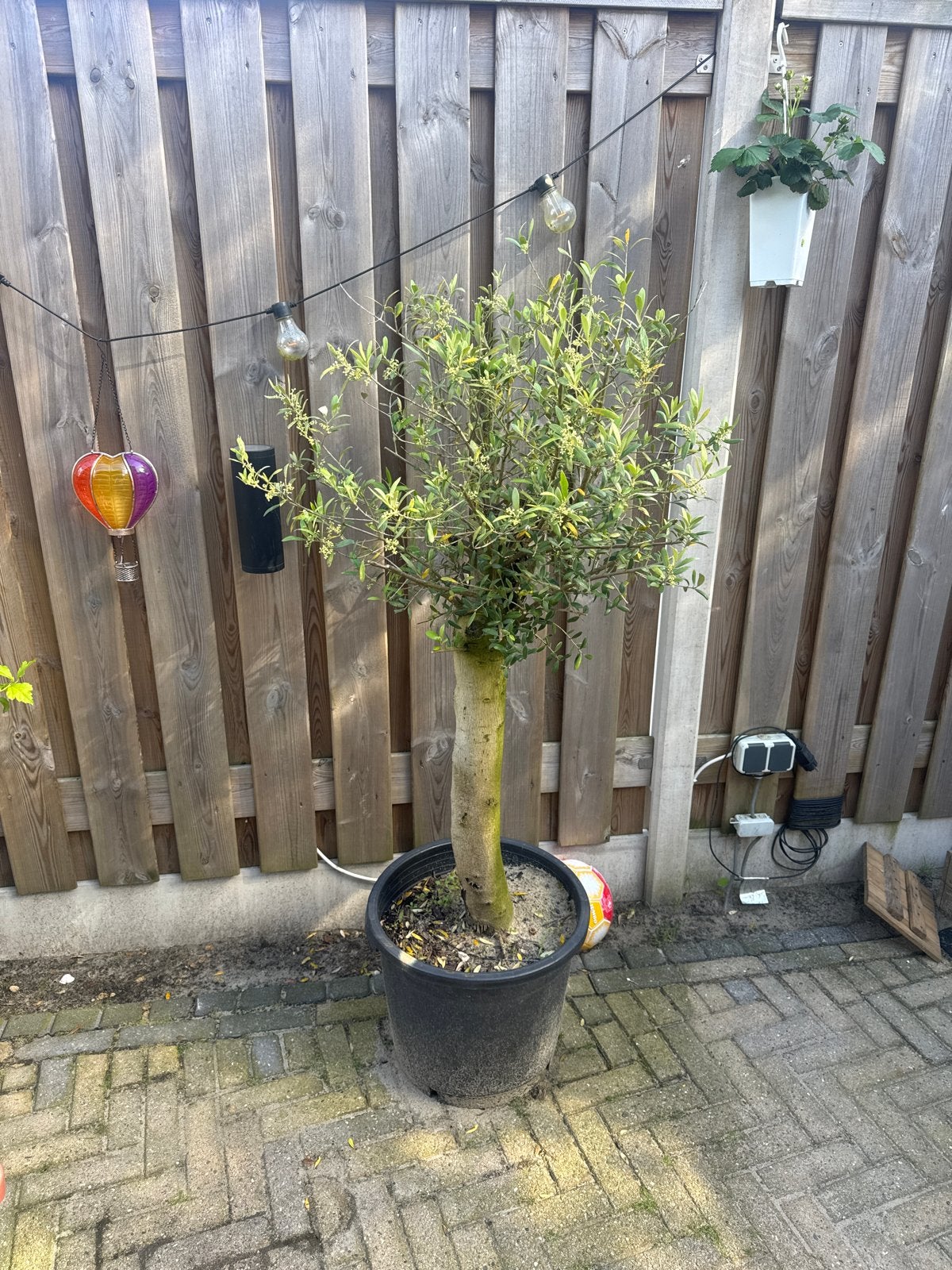 Olijfboom in pot - Mediterrane sfeer voor uw tuin, Overige soorten, Volle zon, Vaste plant, Ophalen of Verzenden