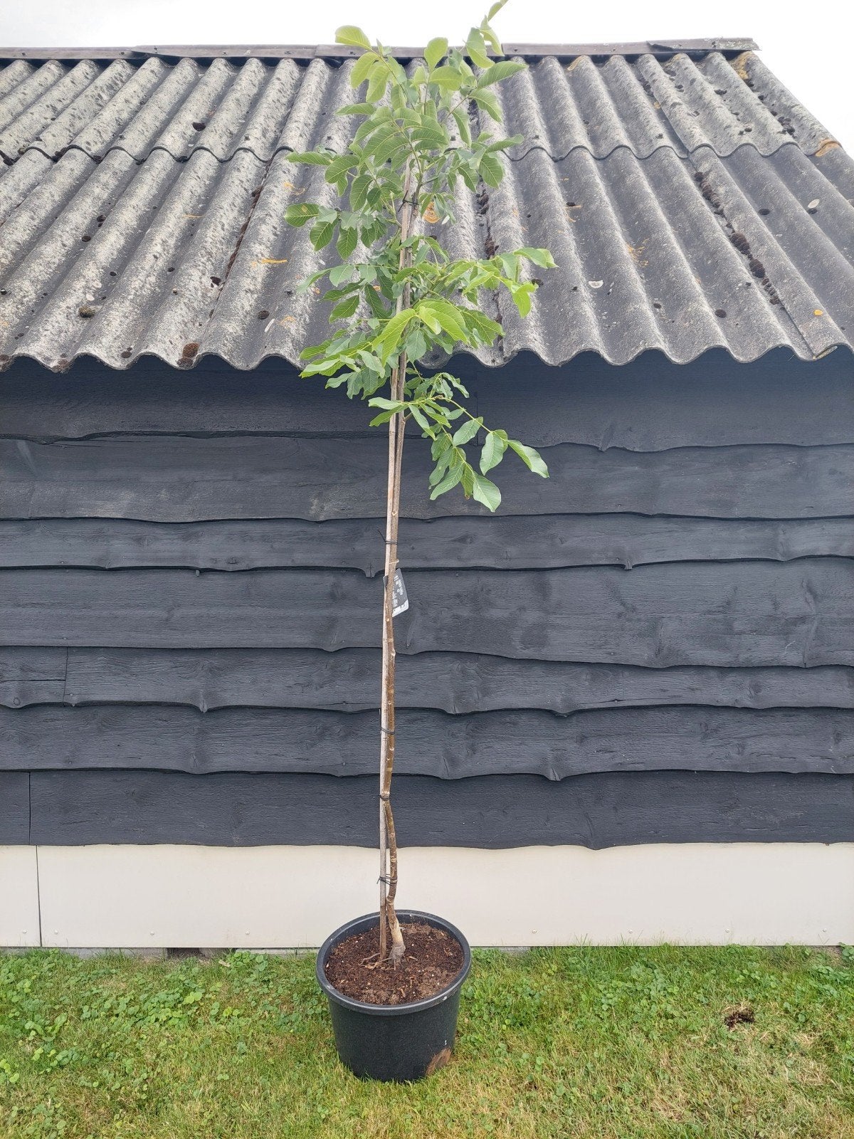 Walnoot Juglans regia brodview, Ophalen of Verzenden, 100 tot 250 cm, In pot, Lente