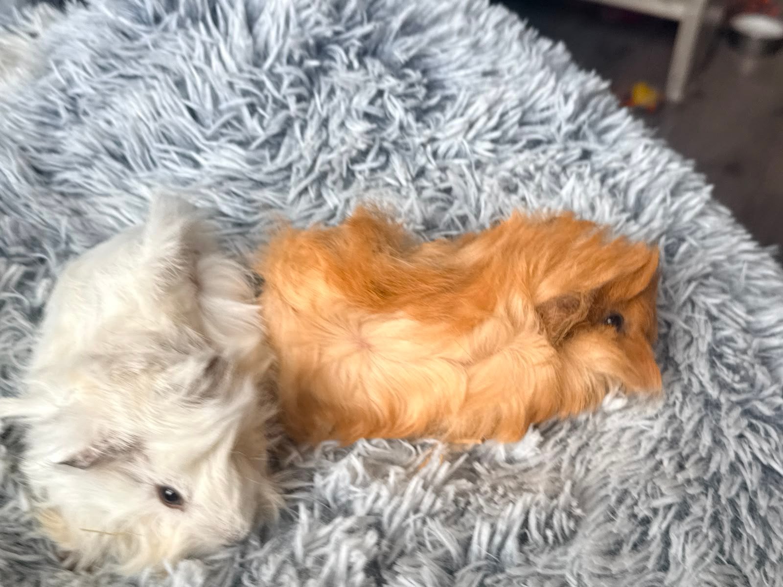 2 jonge langharige punk cavia s Beertjes Pevuriaanse rood, Dieren en Toebehoren, Knaagdieren, Mei, Mannelijk, Cavia
