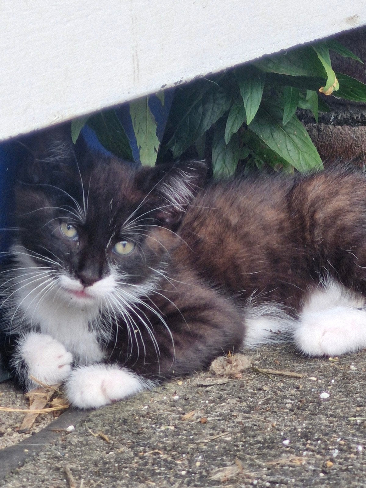 3 prachtige kittens zoeken hun forever home!, Dieren en Toebehoren, Katten en Kittens | Overige Katten, Meerdere dieren