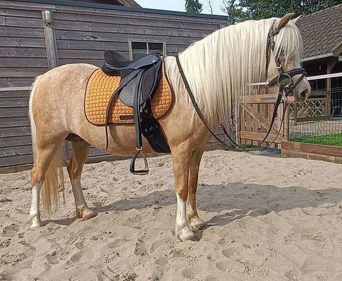 Prachtige palomino Welsh merrie, Merrie, A pony (tot 1.17m), Met stamboom, 3 tot 6 jaar