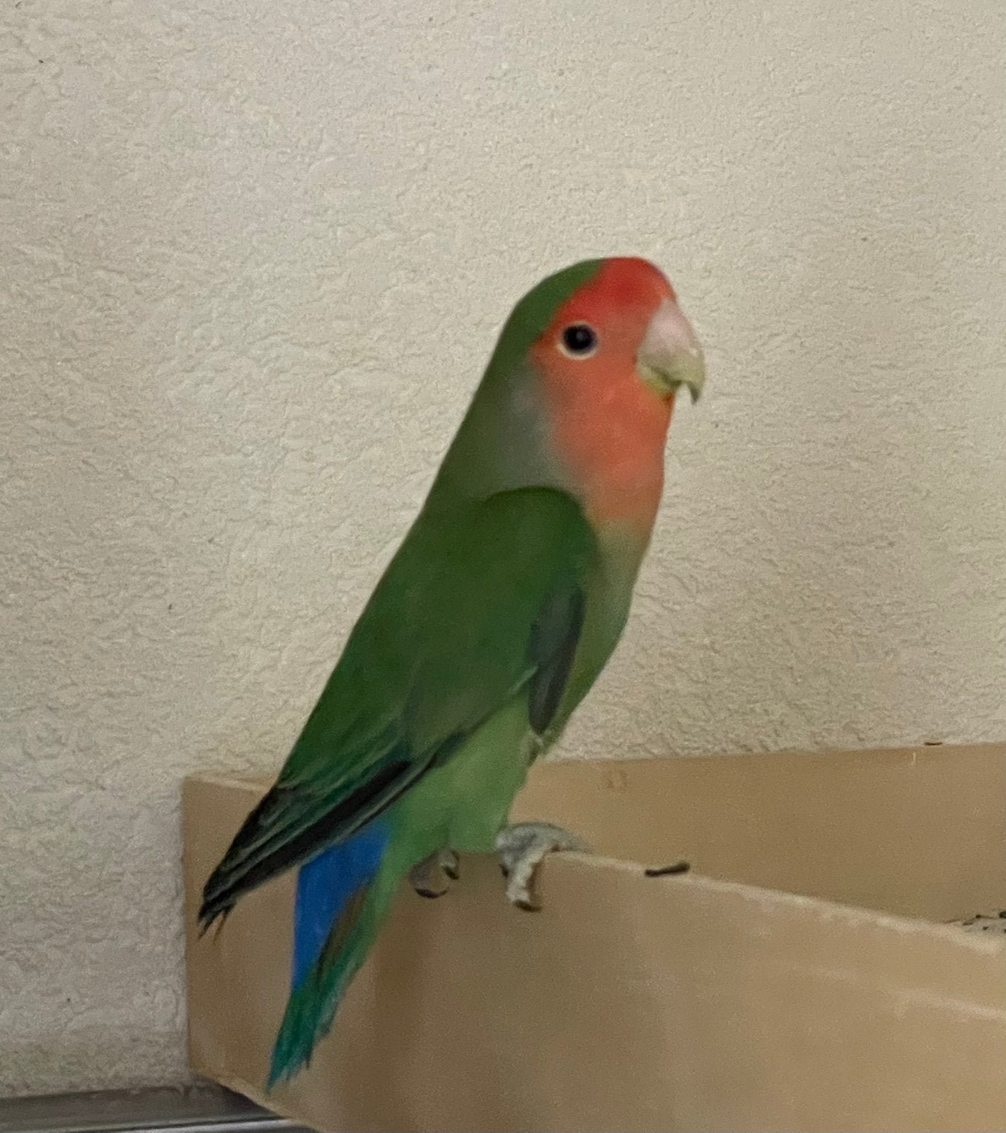 Handtamme Jonge Agapornis Lovebird Alle Kleuren, Meerdere dieren, Dwergpapegaai of Agapornis, Tam