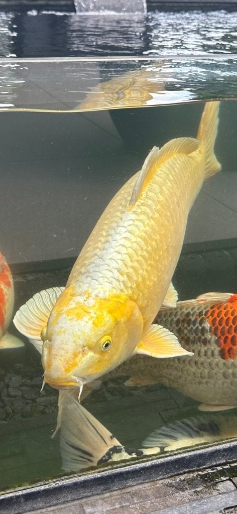 Yamabuki Koi 65cm, Karper of Koi