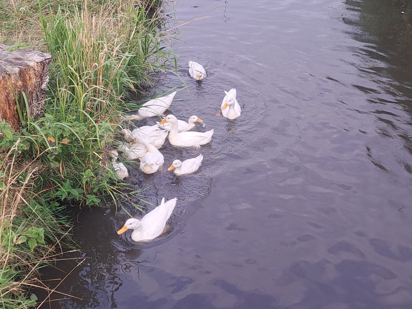 witte eenden, Meerdere dieren, Eend