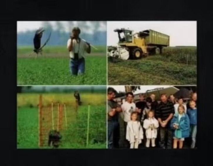 Blijham Bellingwolde Flevoland Grauwe Kiekendief Roofvogel, Verzamelen, Ansichtkaarten | Dieren, Ophalen of Verzenden, 1980 tot heden