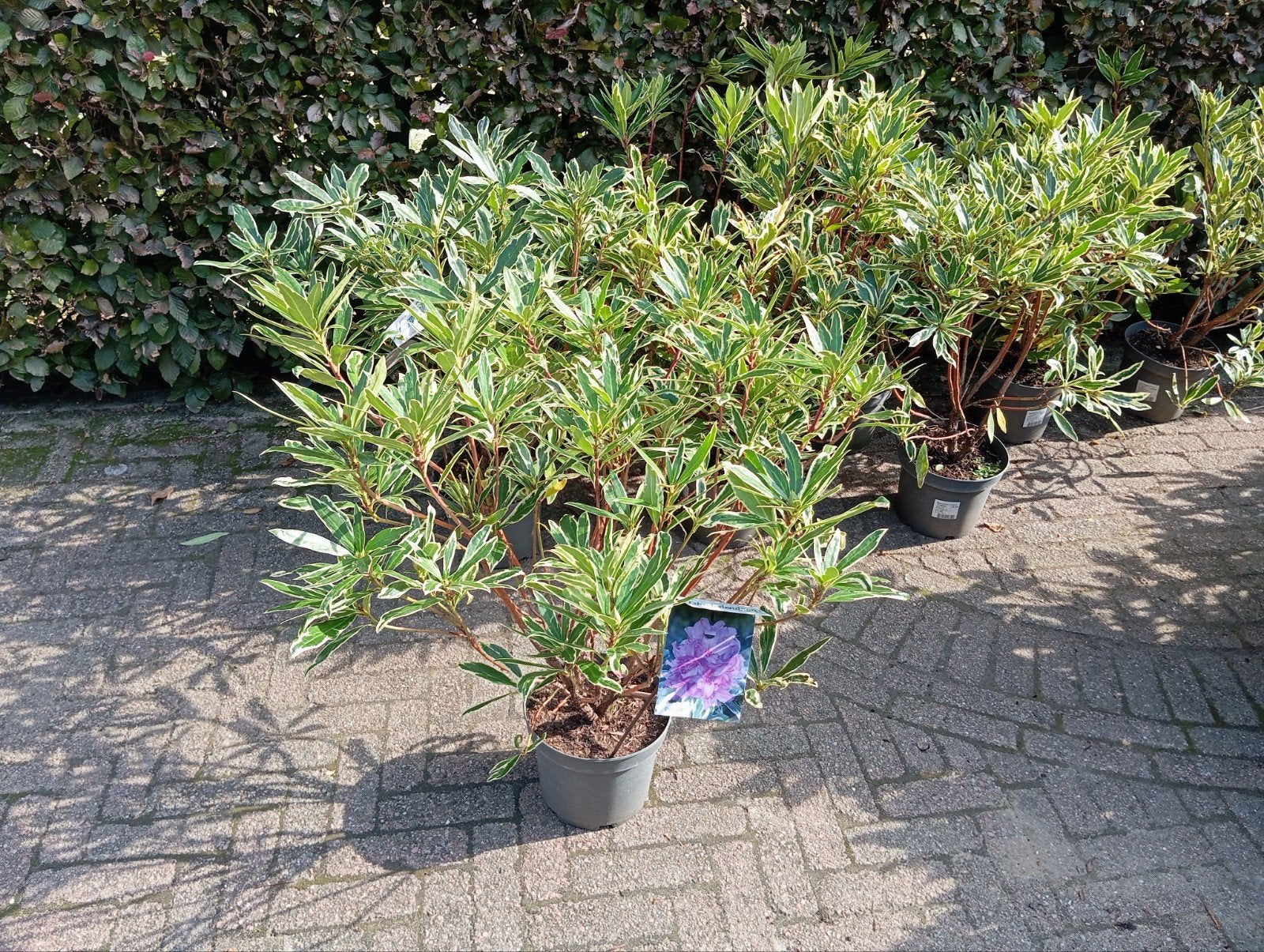 Rhododendron, Ophalen, Rhododendron, Minder dan 100 cm