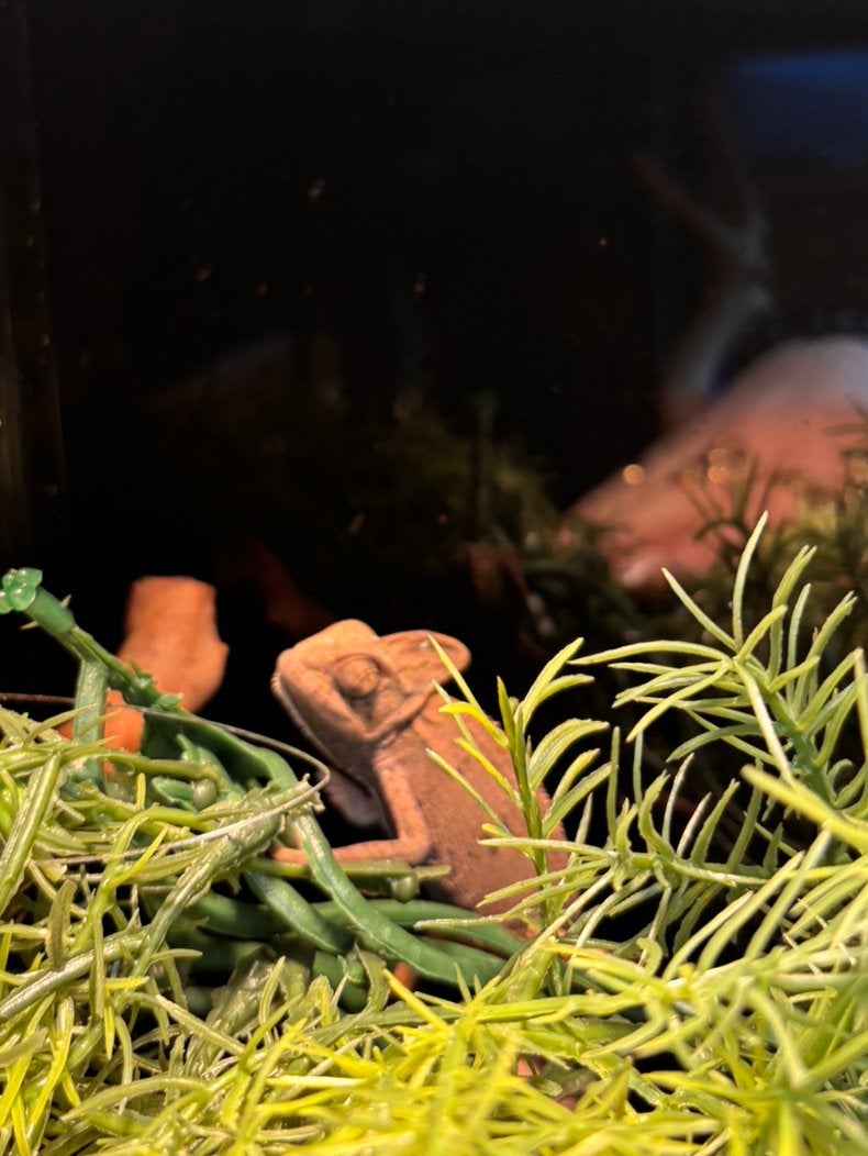 Jemen kameleon Chameleon - unknown for sale from Koicompagnie