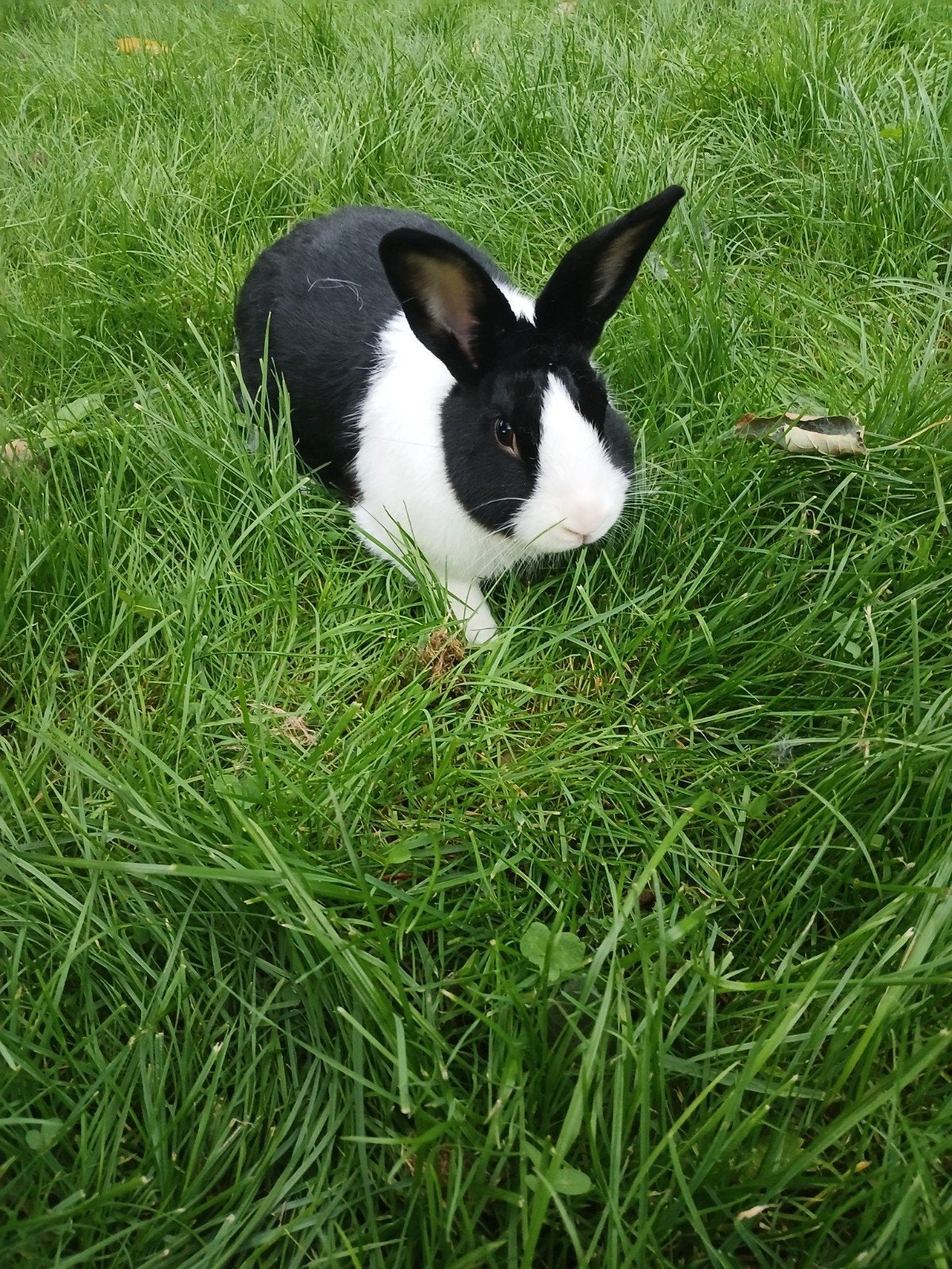 Hollander ram, Dieren en Toebehoren, Mannelijk, Middelgroot, 0 tot 2 jaar