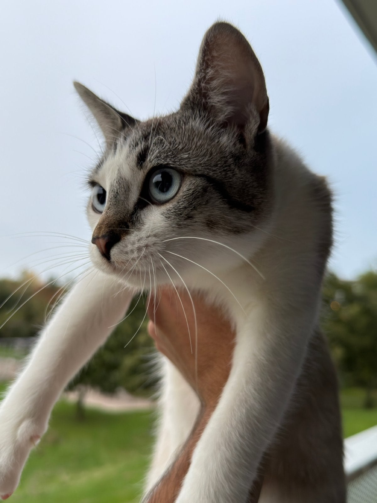 Kruising ragdoll, x cyperse poes, Poes, Kortharig, 0 tot 2 jaar