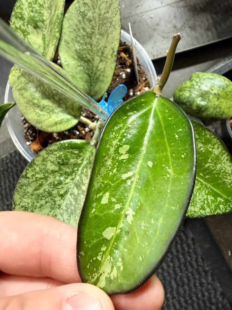 Hoya patcharawalai silver, Verzenden, Overige soorten, Halfschaduw, Minder dan 100 cm