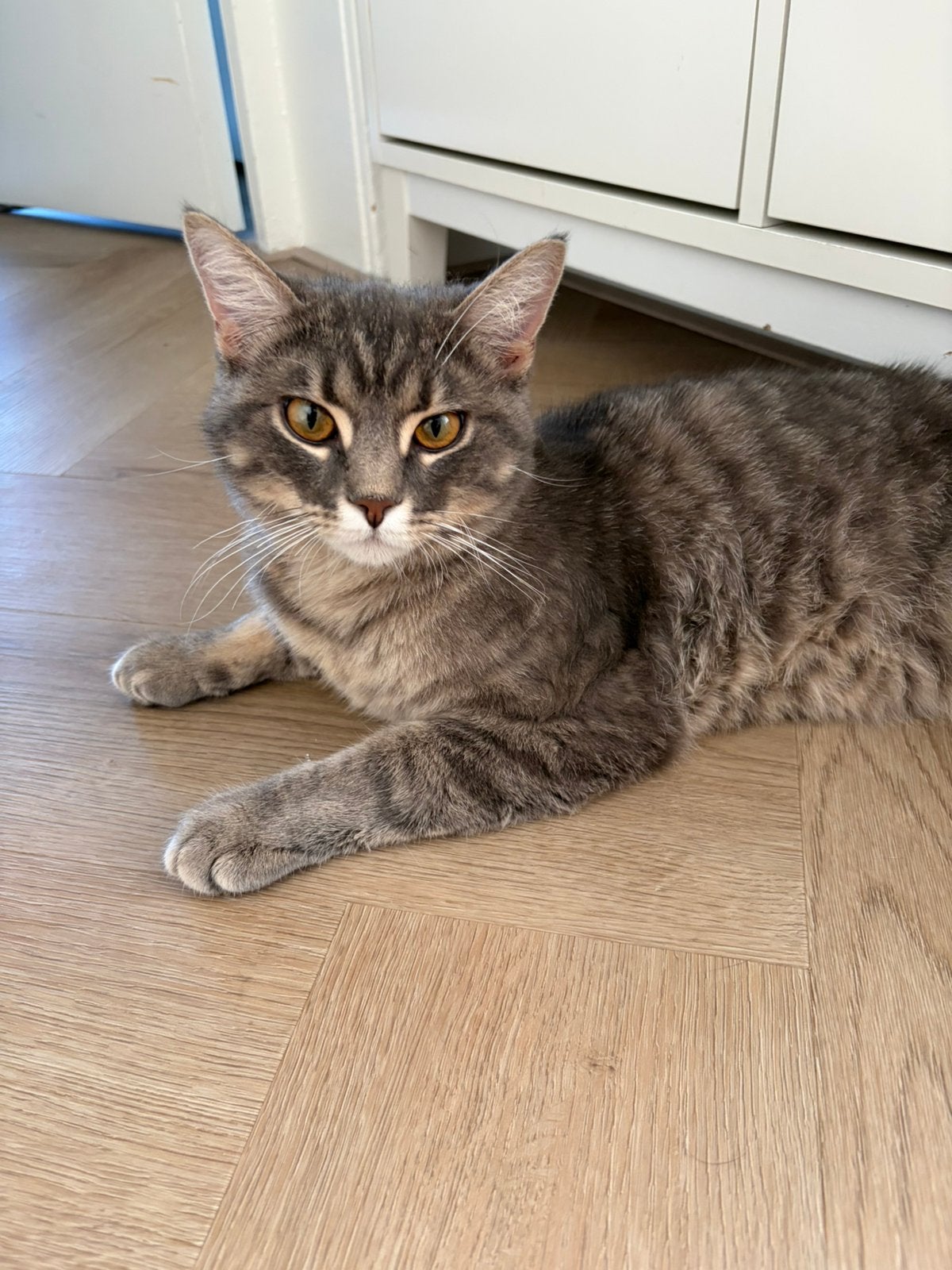 Halve britse korthaar halve britse langhaar, Kater