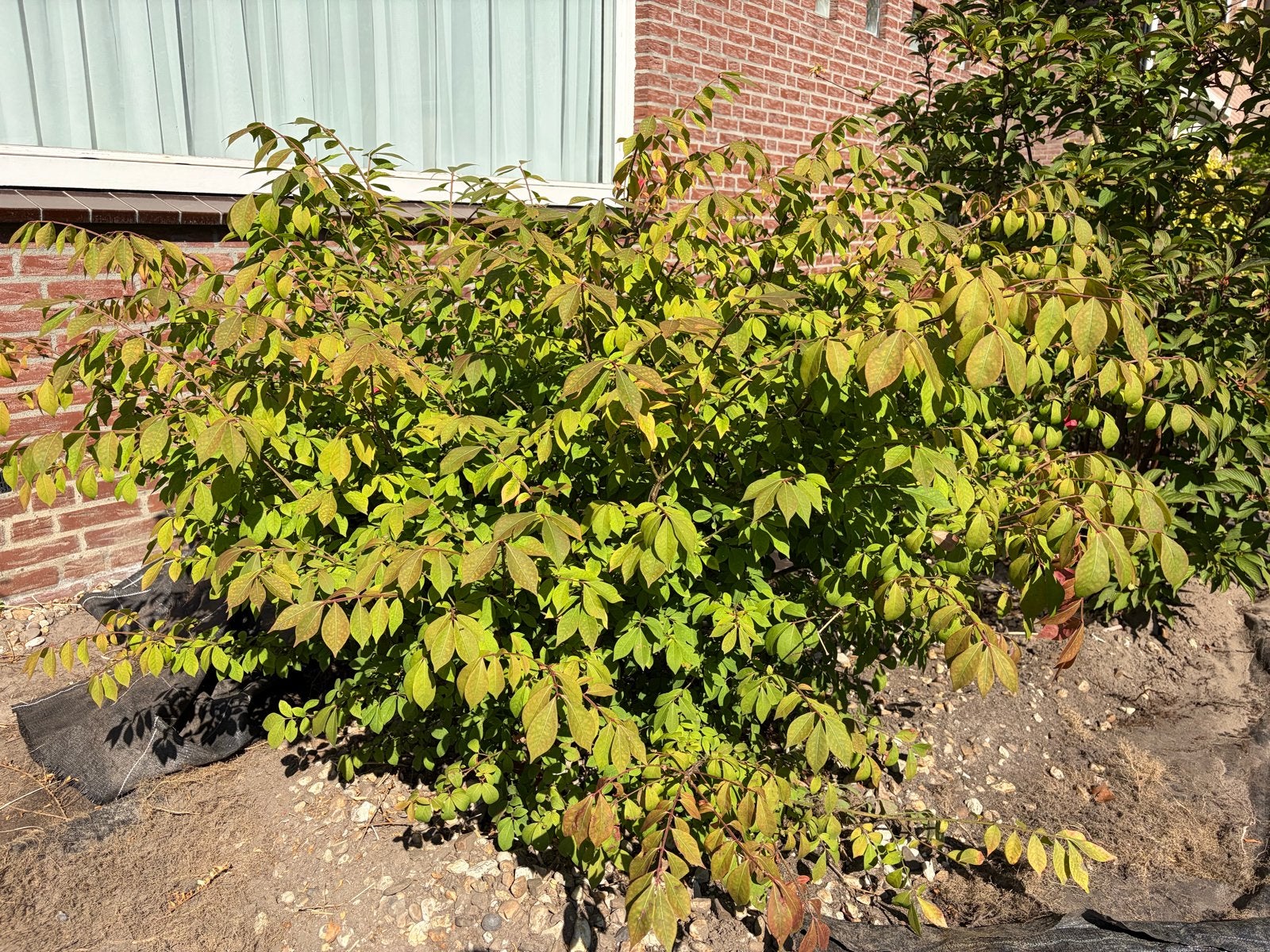 Kardinaalshoed (Euonymus alatus), Volle zon, Vaste plant, Bloeit niet, Ophalen