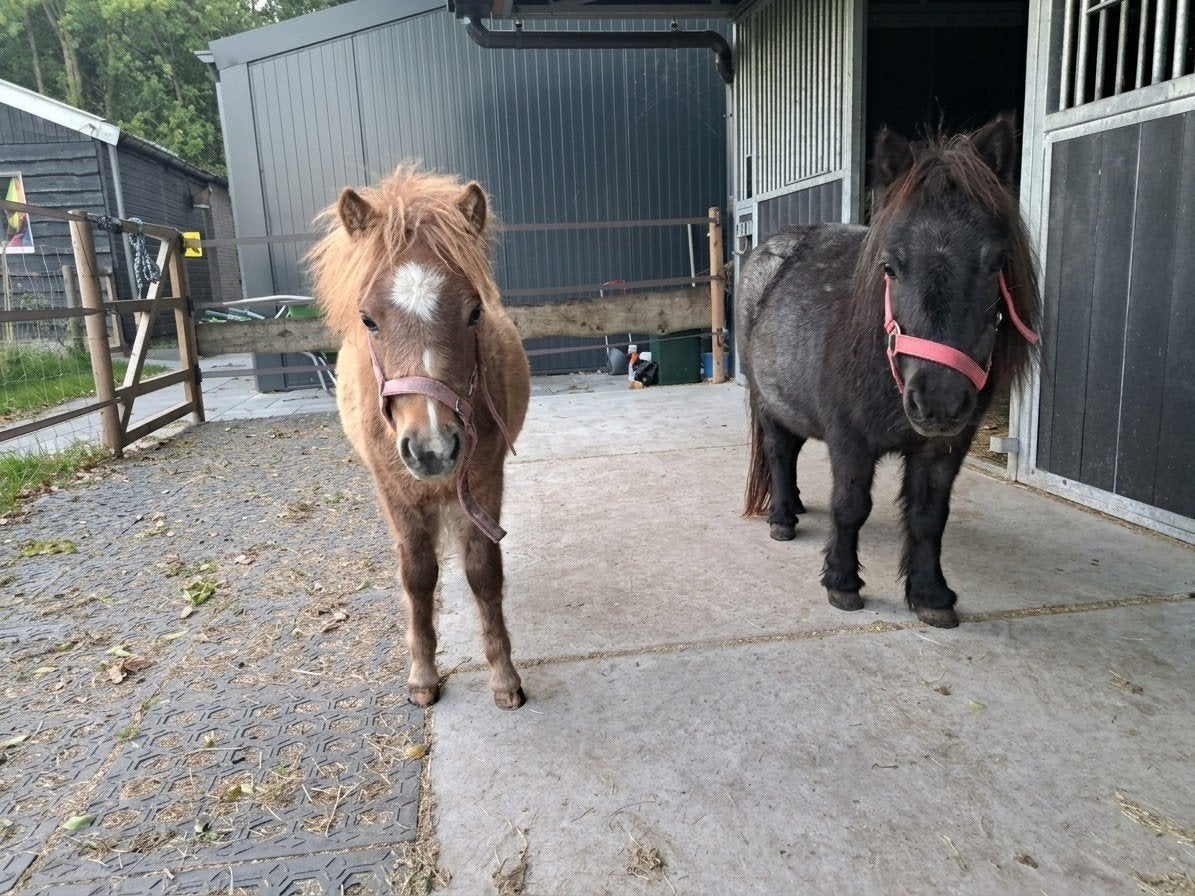 Prachtig shetlandpony koppel: Lieve merrie met merrieveulen, Dieren en Toebehoren