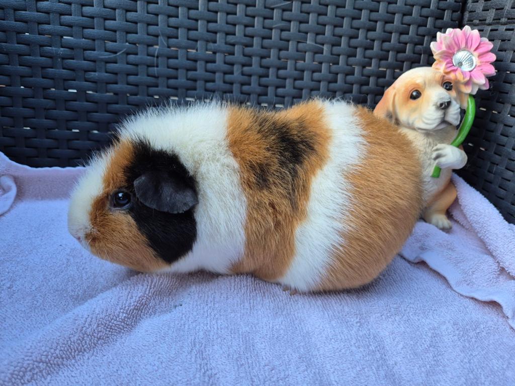 2 mooie cavia zeugjes, Cavia, Juni, Vrouwelijk, Tam