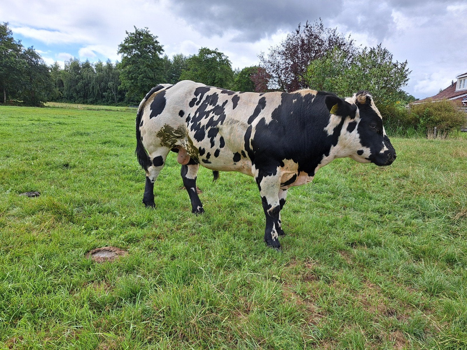 luxe dikbil stier, Dieren en Toebehoren, Runderen, Mannelijk, 0 tot 2 jaar