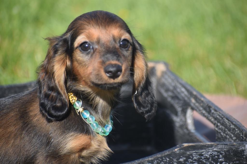 Teckel pups mini ouders aanwezig, Dieren en Toebehoren, België, 8 tot 15 weken, Dwerg, Langhaar