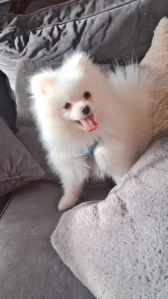 Onze lieve Pomeriaan te koop, Dieren en Toebehoren, 15 weken tot 1 jaar, Parvo, Eén hond, Nederland