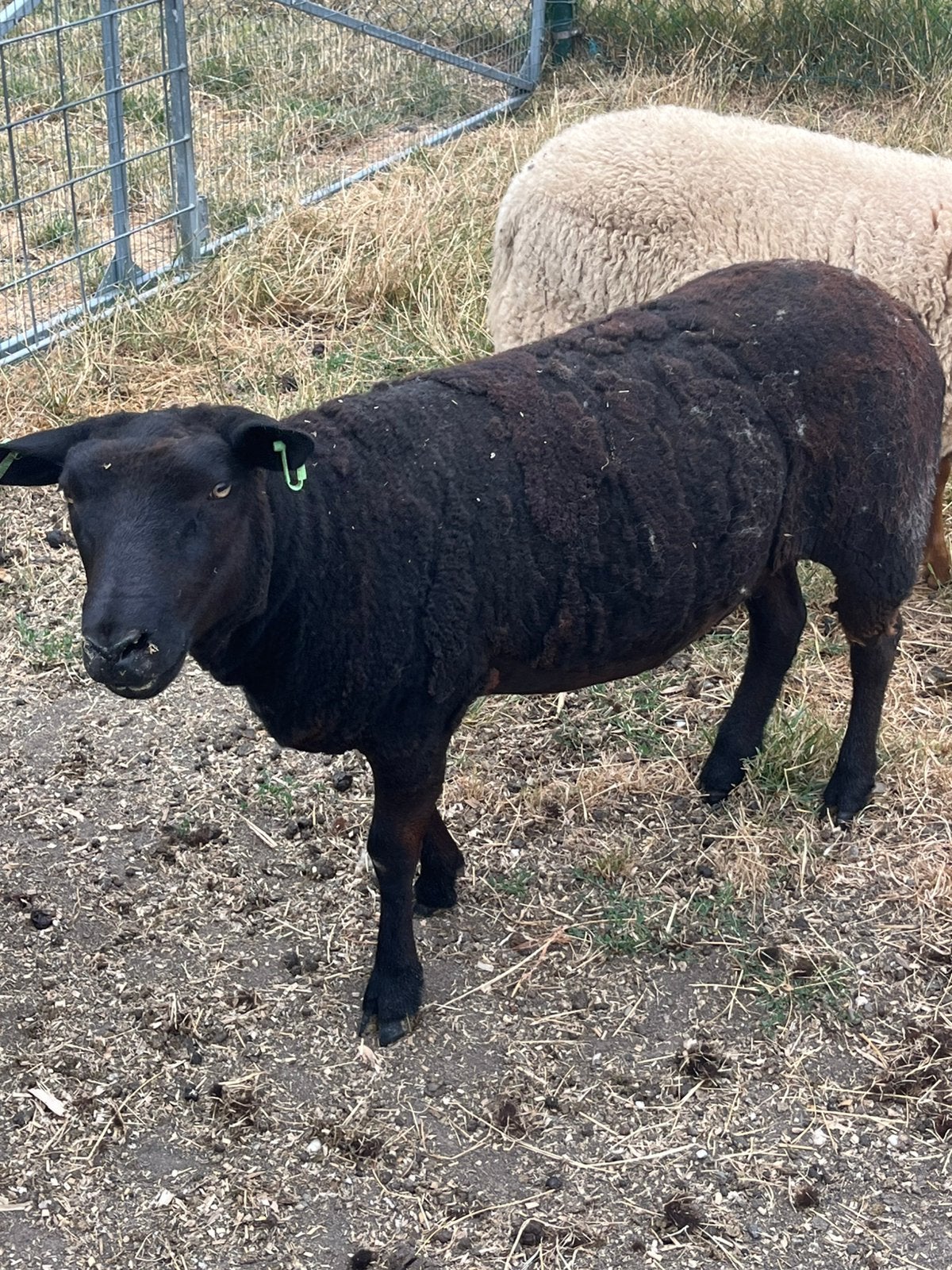 Zwarte ooi, Vrouwelijk, Schaap
